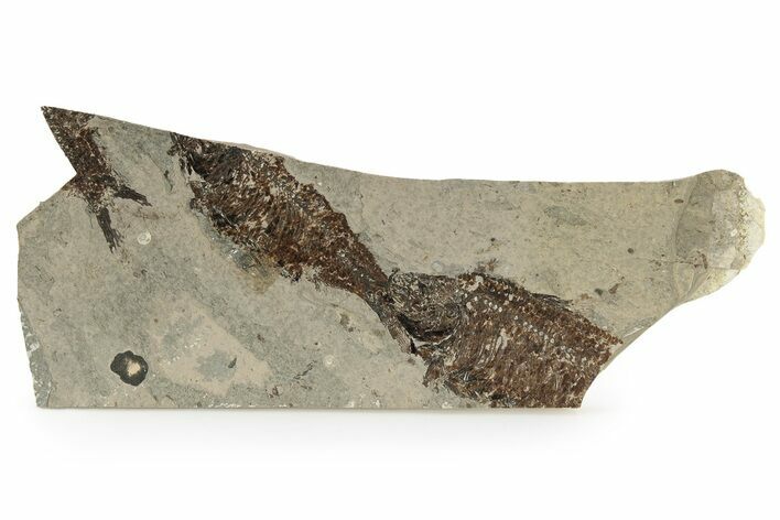 Fossil Fish (Knightia) Mortality Plate - Wyoming #257099